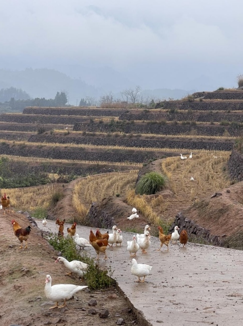 樨鄉(xiāng)記生態(tài)農(nóng)莊一隅。劉軍國攝