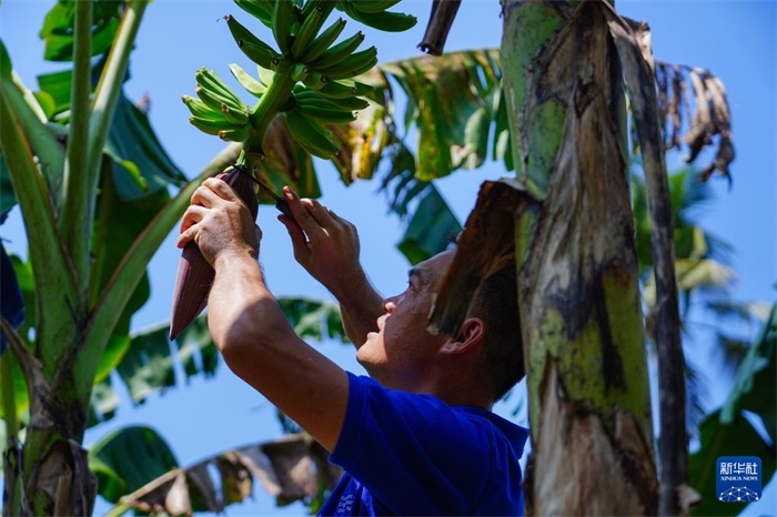 12月23日，中國(guó)熱帶農(nóng)業(yè)科學(xué)院專家趙增賢在斯里蘭卡馬坎杜拉為當(dāng)?shù)剞r(nóng)戶做技術(shù)示范。新華社記者 陳冬書 攝