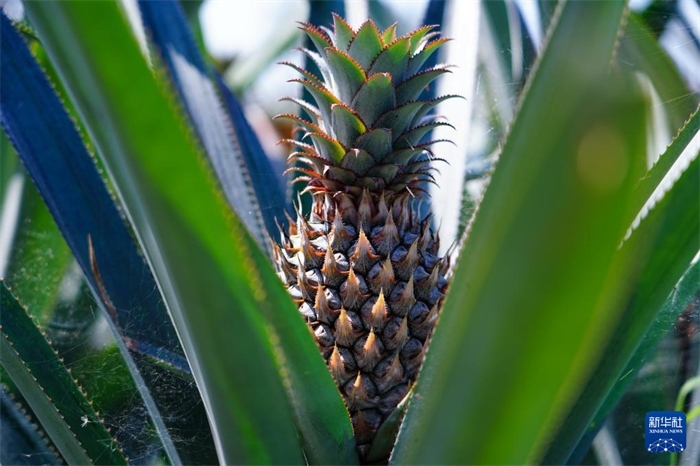 這是12月23日在斯里蘭卡馬坎杜拉拍攝的中國(guó)技術(shù)試驗(yàn)田里的菠蘿。新華社記者 陳冬書 攝