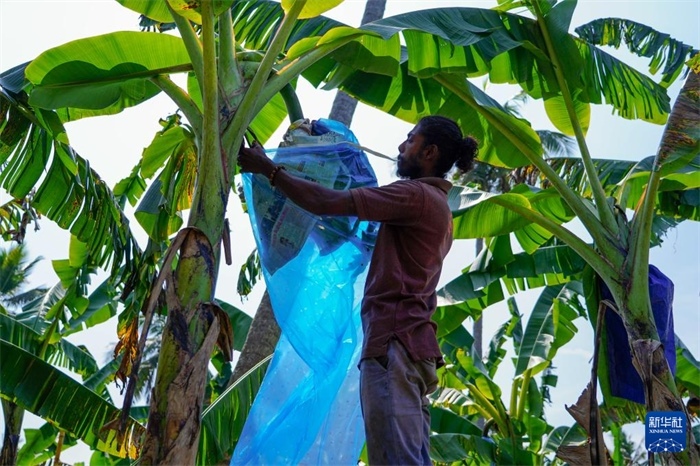 12月23日，在斯里蘭卡馬坎杜拉，農(nóng)民在香蕉試驗(yàn)田里學(xué)習(xí)套袋技術(shù)。新華社記者 陳冬書 攝