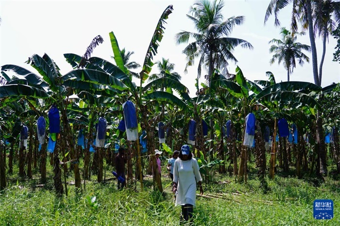 12月23日，在斯里蘭卡馬坎杜拉，農(nóng)民走過(guò)中國(guó)技術(shù)試驗(yàn)田香蕉田。新華社記者 陳冬書 攝