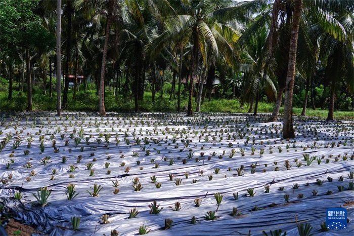 這是12月23日在斯里蘭卡馬坎杜拉拍攝的農(nóng)民里尚·普爾納的菠蘿田。新華社記者 陳冬書 攝