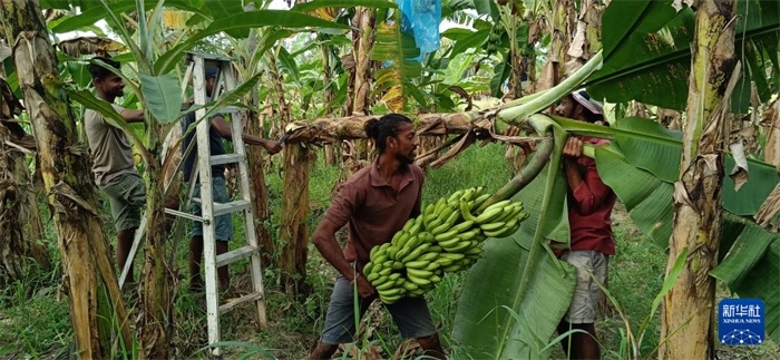 12月28日，在斯里蘭卡馬坎杜拉，當(dāng)?shù)剞r(nóng)民收獲香蕉。新華社發(fā)（中國(guó)、聯(lián)合國(guó)糧農(nóng)組織與斯里蘭卡南南合作項(xiàng)目專家組供圖）