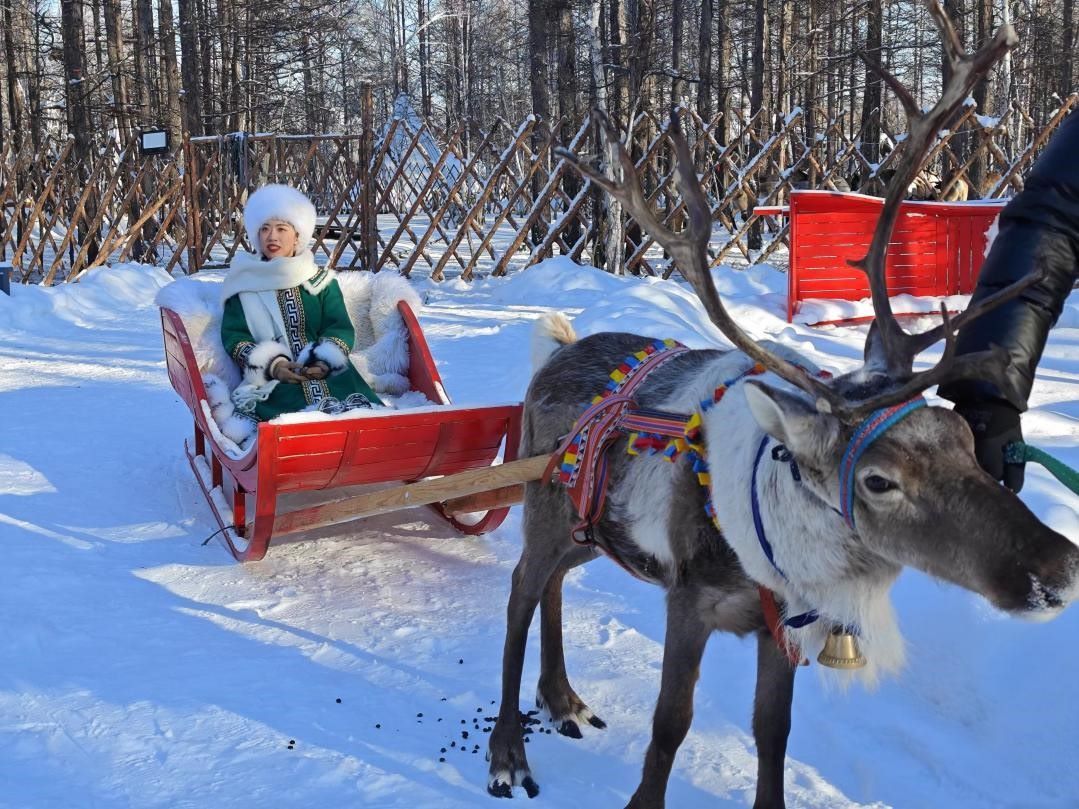游客體驗馴鹿拉雪橇。人民網(wǎng)記者 苗陽攝