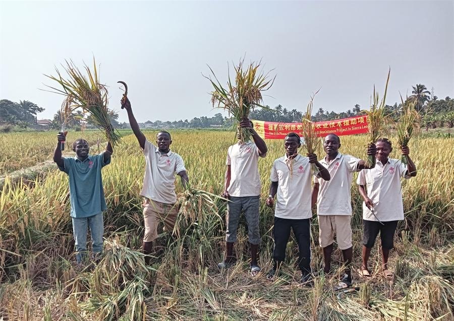 當(dāng)?shù)卮迕裾故窘衲甑乃痉N植成果。中國援塞農(nóng)業(yè)專家組供圖