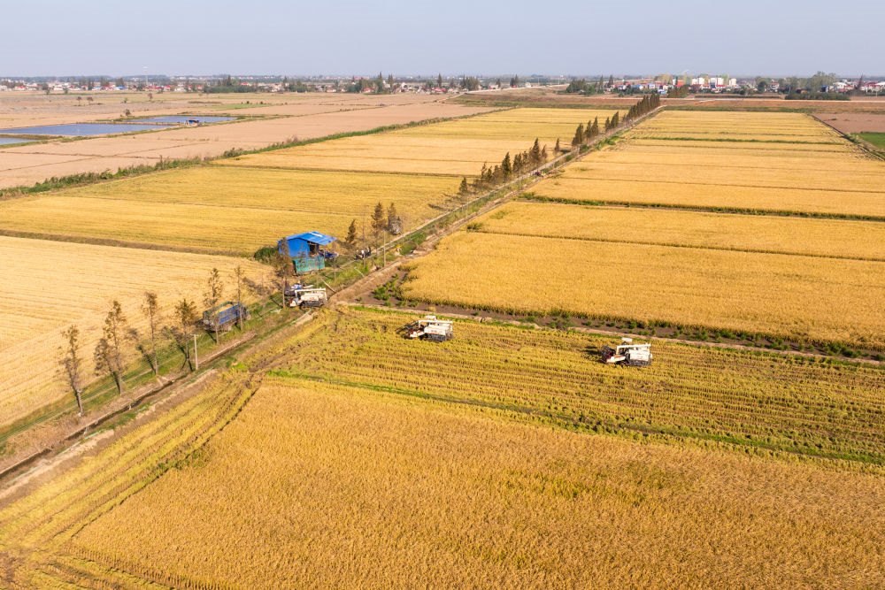 2024年11月1日，在湖南華容縣團(tuán)洲垸，村民駕駛收割機(jī)收獲水稻（無(wú)人機(jī)照片）。新華社記者陳思汗 攝