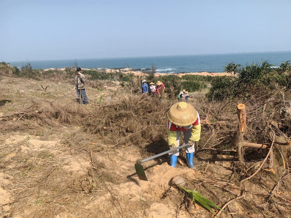 2025年1月19日，在海南文昌市，工人正在修復(fù)海岸防風(fēng)林。新華社記者吳茂輝 攝
