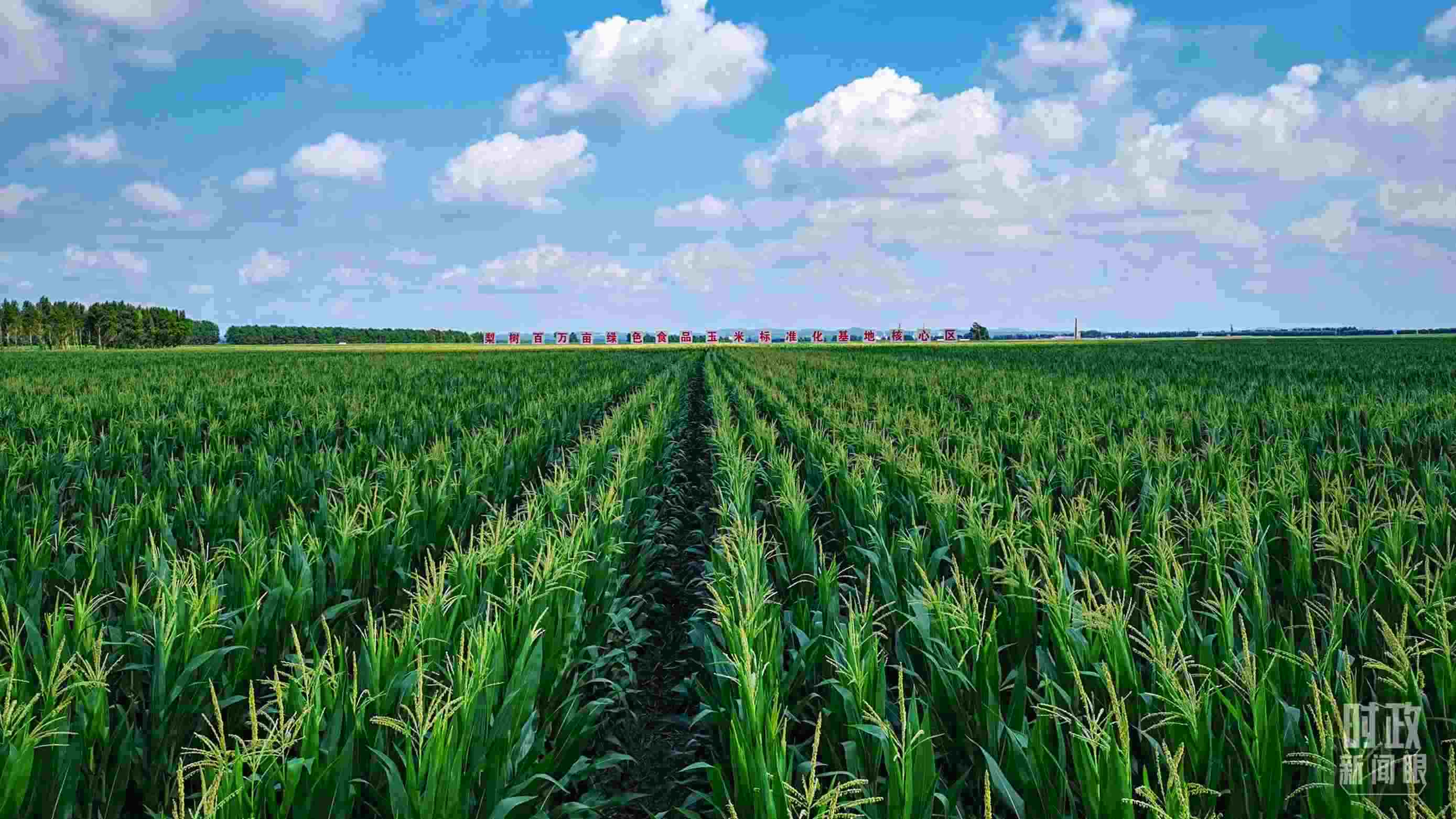 △吉林四平，梨樹(shù)縣地處黃金玉米帶。（總臺(tái)央視記者張曉鵬拍攝）