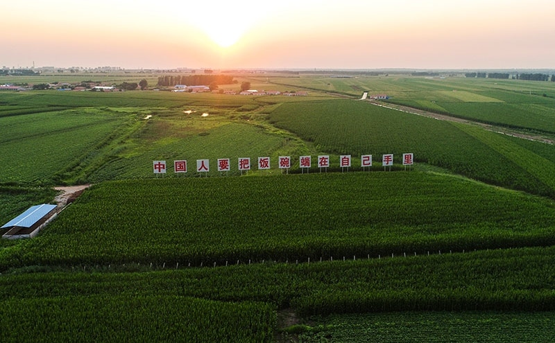2020年7月23日拍攝的吉林省梨樹縣國家百萬畝綠色食品原料（玉米）標(biāo)準(zhǔn)化生產(chǎn)基地核心示范區(qū)（無人機(jī)照片）。新華社記者 許暢 攝