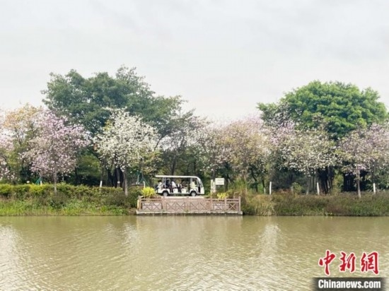 3月7日，廣州海珠國(guó)家濕地公園宮粉紫荊花海吸引游人。中新社記者 許青青 攝