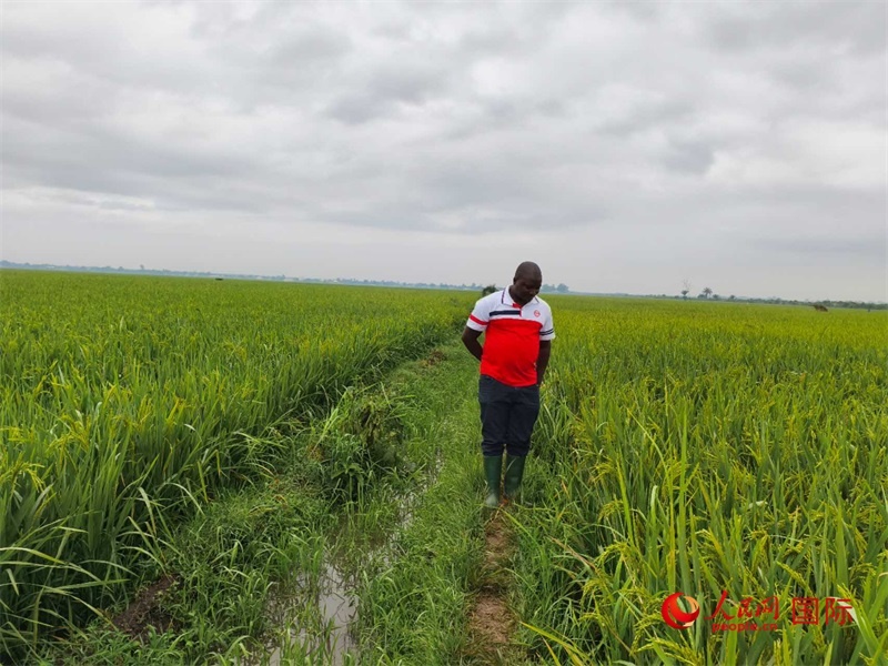 當(dāng)?shù)剞r(nóng)民正在查看水稻的長(zhǎng)勢(shì)。人民網(wǎng)記者 黃培昭攝