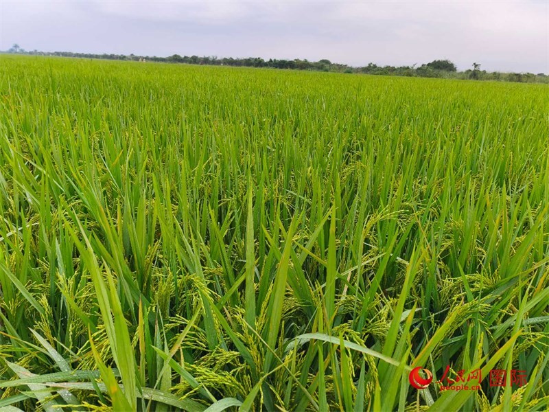 長(zhǎng)勢(shì)喜人的水稻。人民網(wǎng)記者 黃培昭攝