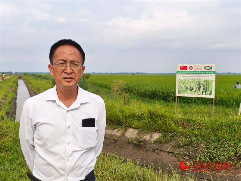 專家組組長(zhǎng)楊華德在水稻田間地頭。 人民網(wǎng)記者 黃培昭攝