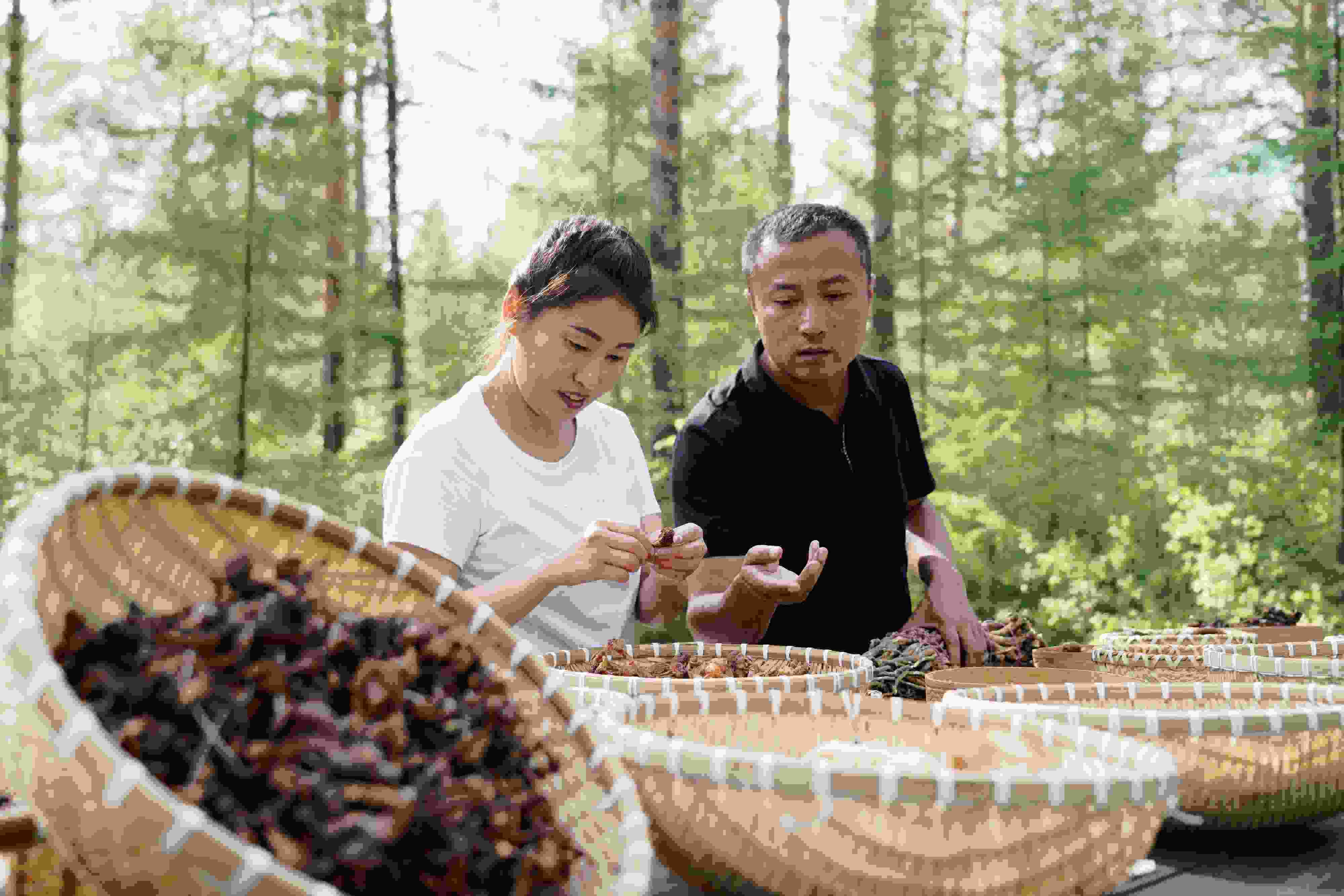 2024年8月6日，黑龍江漠河林場(chǎng)員工正在分揀采集來(lái)的林下產(chǎn)品。
