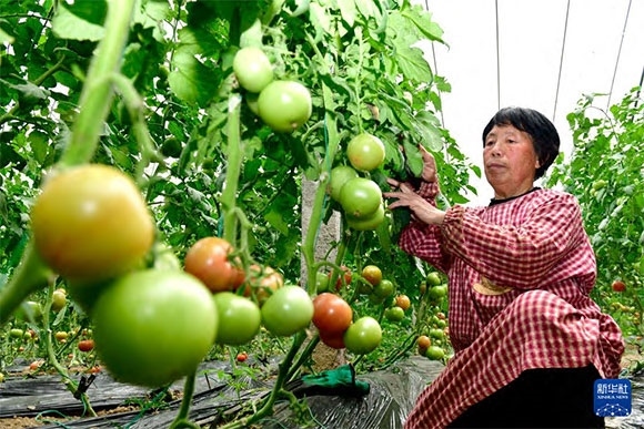 3月13日，在菏澤市鄆城縣張營街道，農(nóng)民在設施大棚里打理西紅柿。