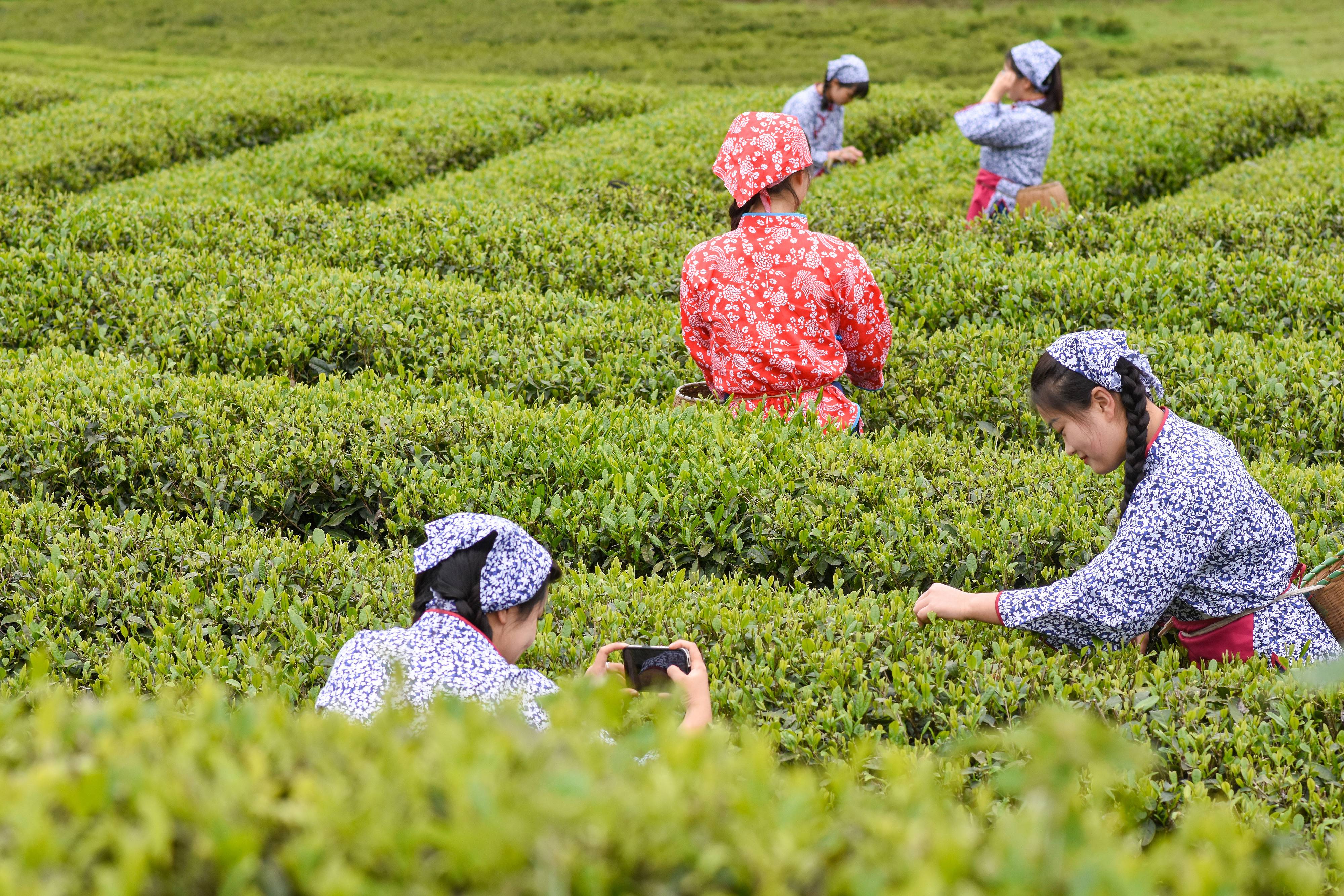 2023年4月6日，游客在貴州省銅仁市江口縣怒溪鎮(zhèn)駱象村生態(tài)茶園體驗(yàn)采茶樂趣。