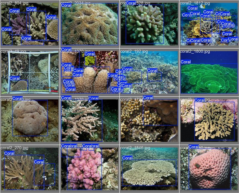 南海珊瑚識別。阿里云供圖