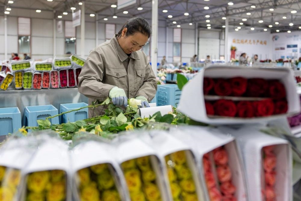 △近日，工作人員在云南麗江現代花卉產業(yè)園包裝鮮花。