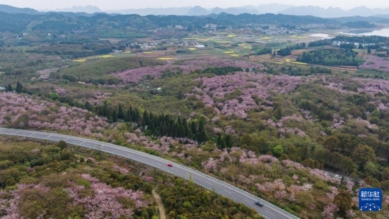清鎮(zhèn)市紅楓湖鎮(zhèn)右二村旁的道路與花海相映（4月5日攝，無人機照片）。