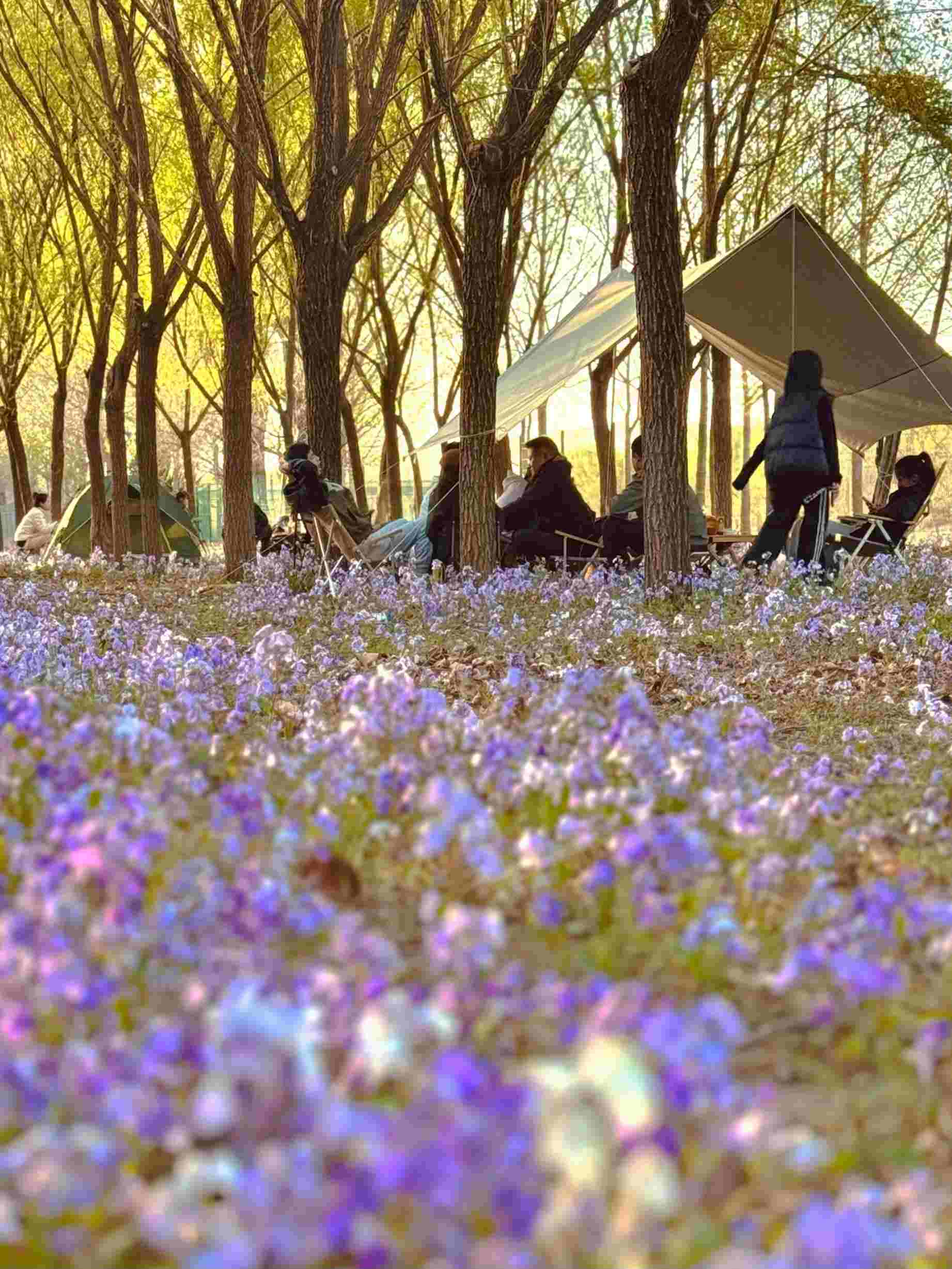 清明假期期間，范女士一家在北京溫榆河邊露營。受訪者供圖