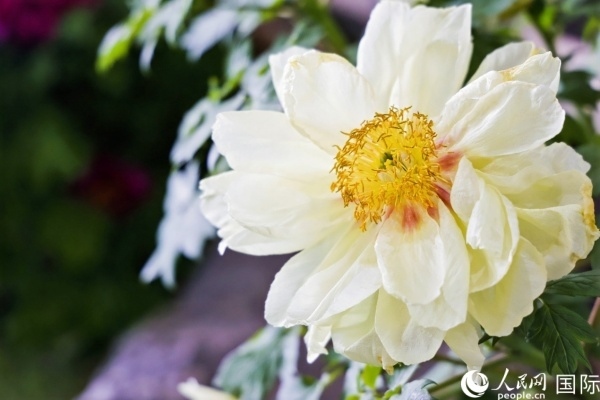 洛陽國家牡丹園牡丹盛開。 人民網(wǎng)記者 魯揚攝