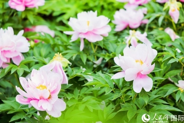 洛陽國家牡丹園牡丹盛開。 人民網(wǎng)記者 魯揚攝