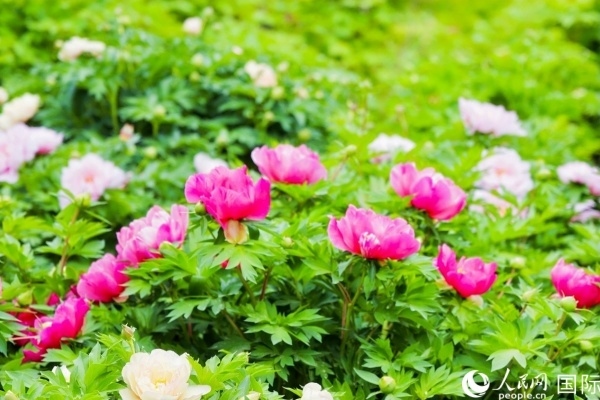 洛陽國家牡丹園牡丹盛開。 人民網(wǎng)記者 魯揚攝