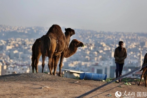 約旦首都阿曼街頭的駱駝。人民網(wǎng) 納達(dá)爾·達(dá)烏德攝