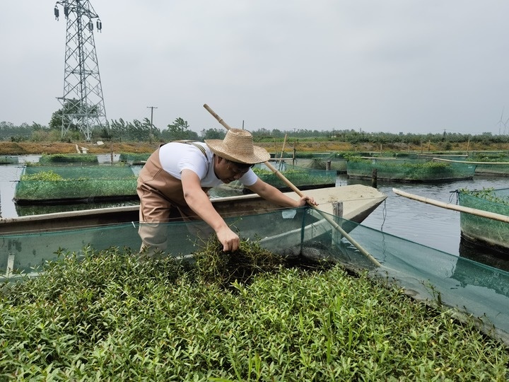 陳樹(shù)在湖北省仙桃市剅河鎮(zhèn)余腦村黃鱔繁育基地觀(guān)察黃鱔長(zhǎng)勢(shì)。新華社記者宋立崑 攝
