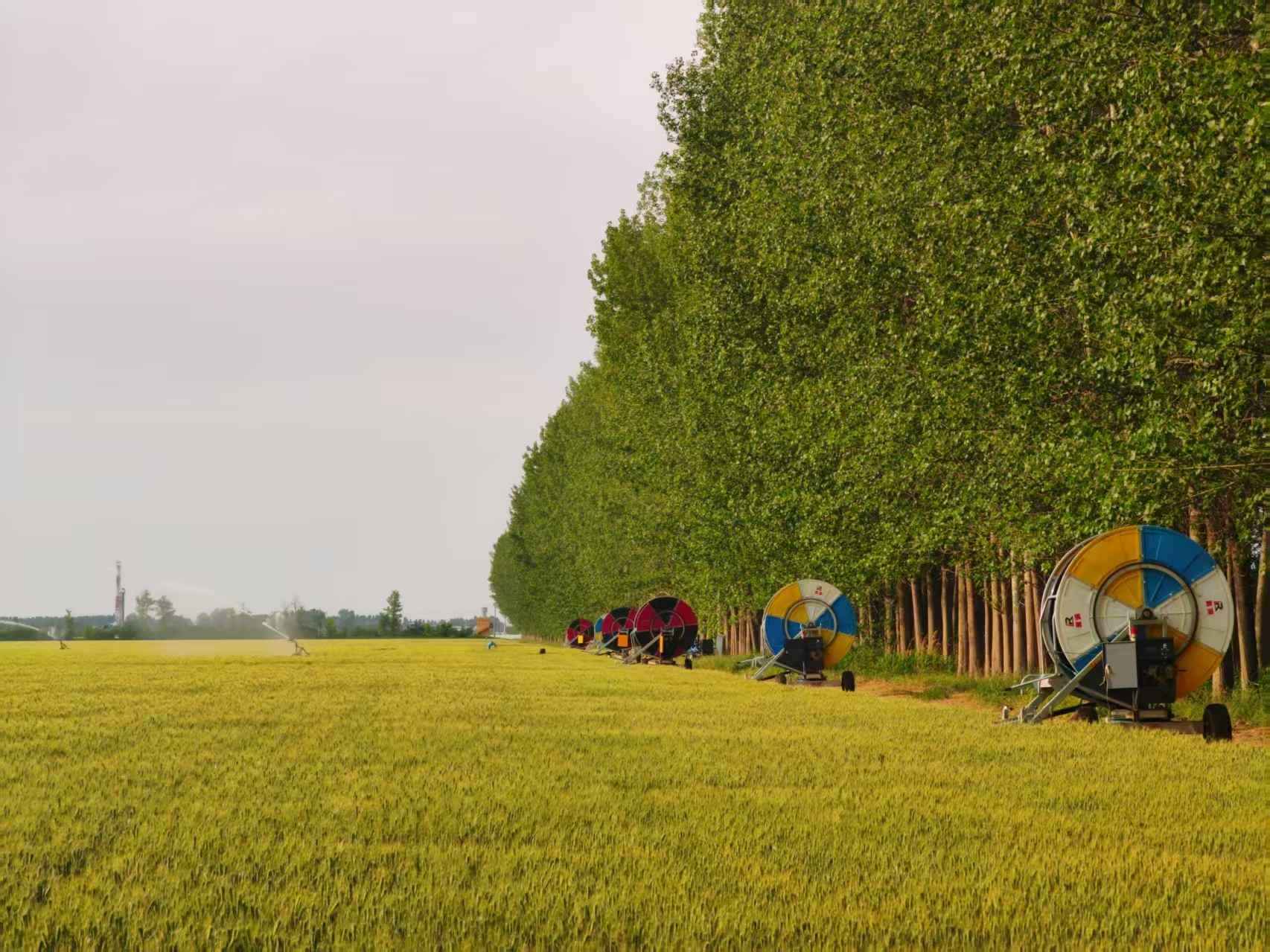 陜西華陰市華西鎮(zhèn)農(nóng)墾農(nóng)場正在作業(yè)的卷盤式噴灌機。受訪者供圖