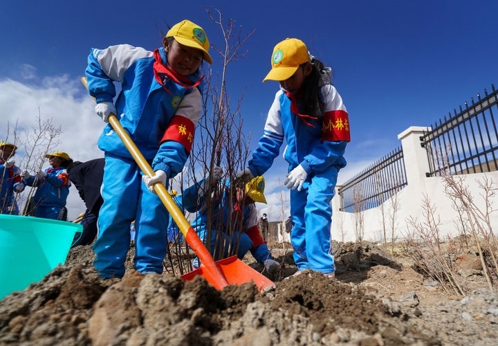 2025年4月25日，西藏那曲市小學(xué)生在植樹。新華社記者 晉美多吉 攝