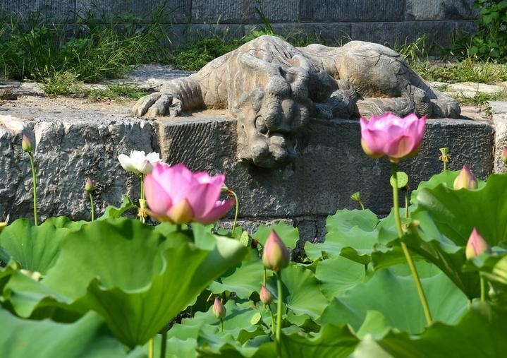 萬(wàn)寧橋位于北京地安門(mén)外大街中部、什剎海東岸，是北京中軸線(xiàn)上最古老的橋梁，至今已有700多年歷史。近年來(lái)，北京市持續(xù)為萬(wàn)寧橋“瘦身減負(fù)”，橋體風(fēng)貌得以完整展現(xiàn)，方便游客走近欣賞，深入了解古橋承載的價(jià)值和內(nèi)涵。這是2023年7月18日拍攝的北京萬(wàn)寧橋橋東的鎮(zhèn)水獸。